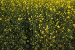 bloeiend geel koolzaad bloemen in de veld. kan worden gebruikt net zo een bloemen structuur achtergrond foto