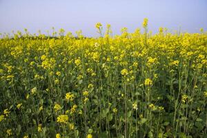 buitenshuis geel koolzaad bloemen veld- platteland van Bangladesh foto