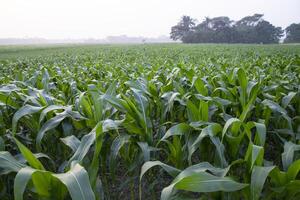 landbouw maïs velden groeit in de oogst platteland van Bangladesh foto
