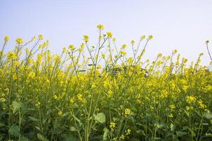 buitenshuis geel koolzaad bloemen veld- platteland van Bangladesh foto