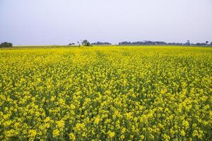 mooi bloemen landschap visie van koolzaad in een veld- met blauw lucht in de platteland van Bangladesh foto