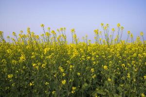 buitenshuis geel koolzaad bloemen veld- platteland van Bangladesh foto