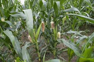 agrarisch veld- van maïs met jong maïs kolven groeit Aan de boerderij foto