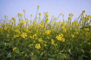 buitenshuis geel koolzaad bloemen veld- platteland van Bangladesh foto