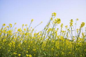 buitenshuis geel koolzaad bloemen veld- platteland van Bangladesh foto