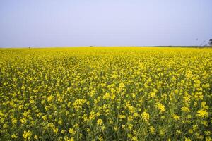 mooi bloemen landschap visie van koolzaad in een veld- met blauw lucht in de platteland van Bangladesh foto