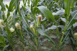 agrarisch veld- van maïs met jong maïs kolven groeit Aan de boerderij foto