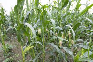 agrarisch veld- van maïs met jong maïs kolven groeit Aan de boerderij foto