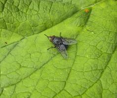 vlieg Aan een blad van gras in een tuin. foto