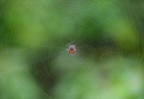 klein spin in zijn web van araneus. lovcen spin netwerk foto