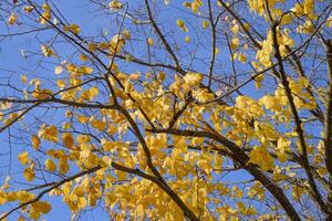 geel bladeren van een linde. vergeling bladeren Aan de takken van een boom. herfst achtergrond van bladeren van een linde. geel herfst bladeren foto
