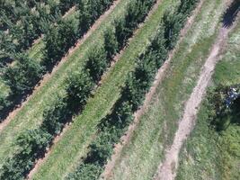 rijen van bomen in de tuin. luchtfotografie, top visie. foto