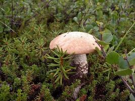 eetbaar champignons in de Woud afval. champignons in de bos-t foto