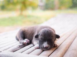 schattig pasgeboren puppy's slapen Aan houten bureau, Thais puppy foto