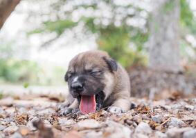 schattig pasgeboren puppy's slapen Aan de grond in de tuin. Thais puppy foto