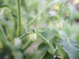 dichtbij omhoog van tomaten takje en klein groen tomaten in de tuin met zonsopkomst licht in de ochtend- foto