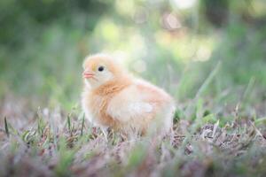 een kip baby in de tuin foto