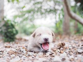 schattig pasgeboren puppy's slapen Aan de grond in de tuin. Thais puppy foto