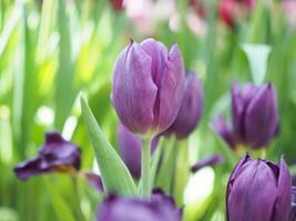 dichtbij omhoog Purper tulp in de tuin foto