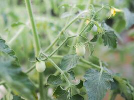 dichtbij omhoog van tomaten takje en klein groen tomaten in de tuin met zonsopkomst licht in de ochtend- foto