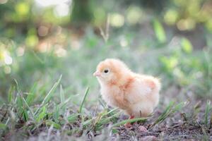 een kip baby in de tuin foto