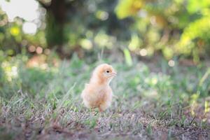 een kip baby in de tuin foto