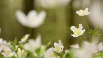 anemoon bloemen in lente, detailopname voorraad foto. foto