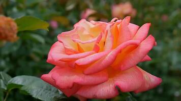 rozen oranje rood en wit een bloem bed Aan een zonnig zomer dag. foto