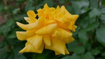 rozen geel wit een bloem bed Aan een zonnig zomer dag. foto