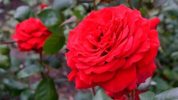 rozen rood en wit een bloem bed Aan een zonnig zomer dag. foto