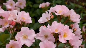 rozen roze wit een bloem bed Aan een zonnig zomer dag. foto