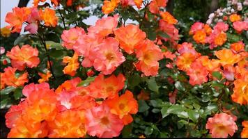 rozen rood en wit een bloem bed Aan een zonnig zomer dag. foto