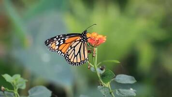 vlinder Aan oranje bloem in de tuin. groen natuur. foto