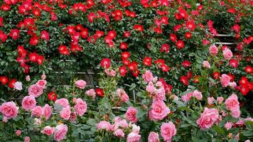 rozen rood en wit een bloem bed Aan een zonnig zomer dag. foto