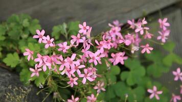 roze bloemen in de tuin, detailopname, selectief focus. foto