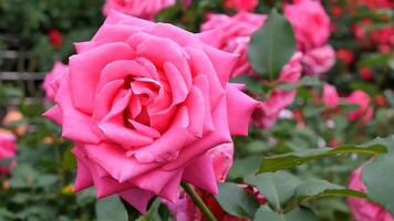 rozen roze en wit een bloem bed Aan een zonnig zomer dag. foto