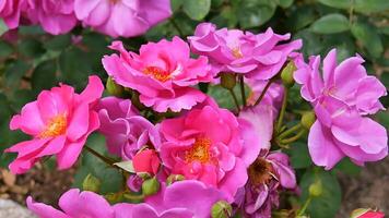 rozen roze rood en wit een bloem bed Aan een zonnig zomer dag. foto