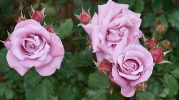 rozen roze rood en wit een bloem bed Aan een zonnig zomer dag. foto