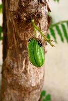 averrhoa Bilimbi verzuren proeverij fruit gebruikt net zo een aanvulling naar specerijen foto