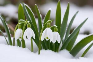 ai gegenereerd eerste bloemen. voorjaar sneeuwklokjes bloeien in de sneeuw. foto