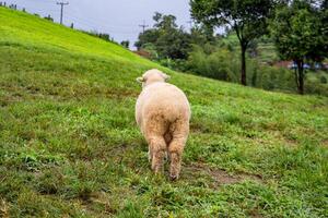 kudde van schapen begrazing Aan de berg de achtergrond is een natuurlijk landschap. bergen en mist in de regenachtig seizoen van Thailand. foto