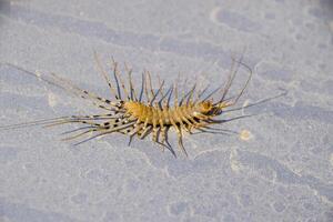 de vliegenvanger. scutigera coleoptrata. duizendpoot vliegenvanger, insect roofdier foto