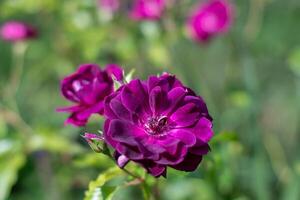 Purper paars gemengd kleur floribunda roos bordeaux ijs bloemen in de tuin, tegen wazig groen bladeren foto