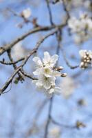 Afdeling van kers bloesems tegen de blauw hemel, bloei van fruit bomen, voorjaar foto