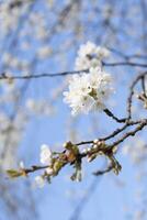 Afdeling van kers bloesems tegen de blauw hemel, bloei van fruit bomen, voorjaar foto