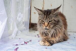 een bruin pluizig Maine wasbeer kat zit met zijn poten gevouwen Aan de vensterbank, houden rasecht huisdieren in een appartement foto