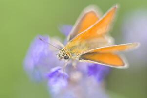 oranje mot Aan Purper lavendel bloem, macro fotografie natuurlijk achtergrond foto