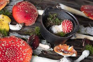 mooi Oranje rood vlieg agaric Aan een houten tafel ,herfst oogst van giftig champignons foto