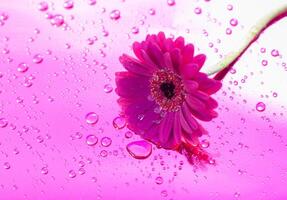 een Purper gerbera Aan neon Purper achtergrond, dichtbij hoek, voorjaar stemming, bloem foto