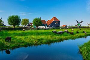 schapen begrazing in de buurt boerderij huizen in de museum dorp van zaanse foto